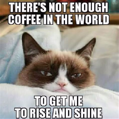 Not Enough Coffee In The World Grump Cat Memes Meme Funny Quotes Grumpy