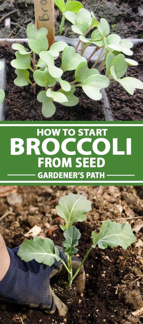 How To Start Broccoli From Seed Gardeners Path
