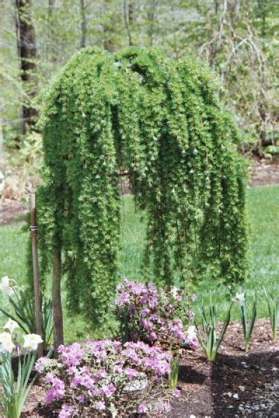 Weeping Trees For Small Gardens