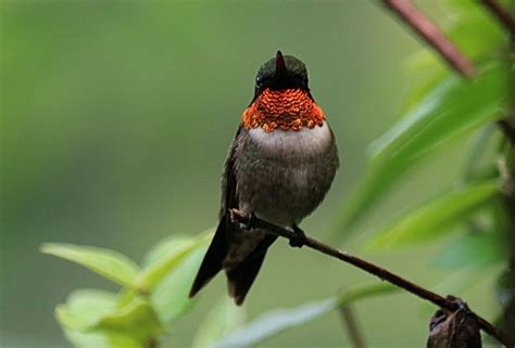 Ruby Throated Hummingbird Indiana Summer By Scott D Van Osdol Wildlife