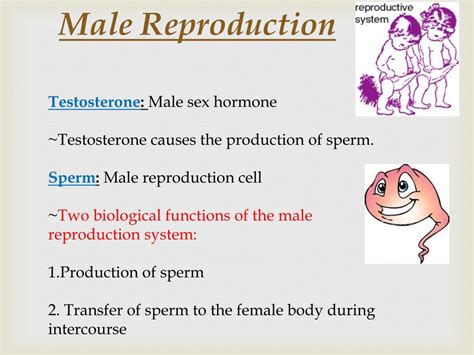 PPT Male Reproduction PowerPoint Presentation Free Download ID