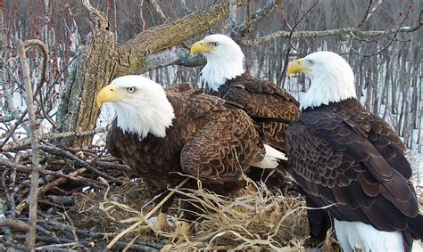 A Rare Bald Eagle Trio—two Dads And A Mom—captivates Webcam Fans Audubon