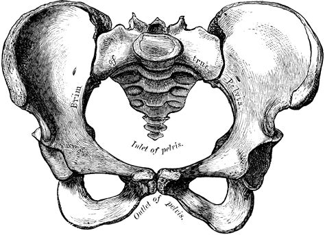 Pelvic Anatomy Side View pelvis side view Google претрага Pelvic