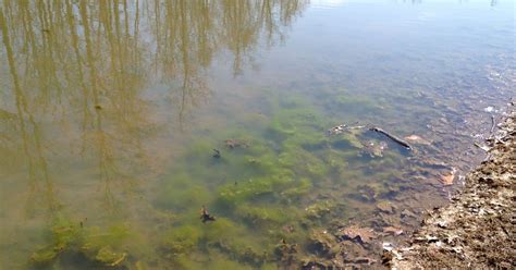 Pond Algae Begins In North And South Carolina Platinum Ponds And Lake