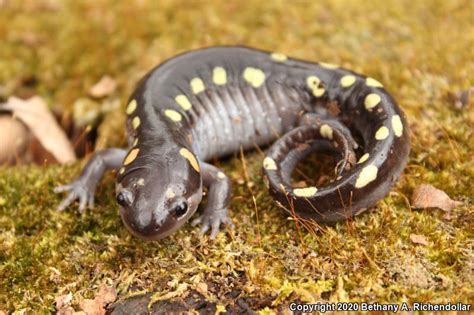 Spotted Salamander Ambystoma Maculatum