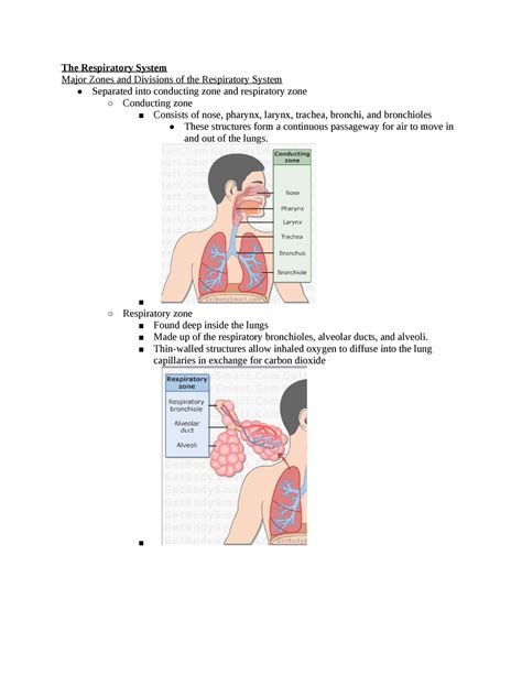 Respiratory System Notes Anatomy The Respiratory System Major Zones