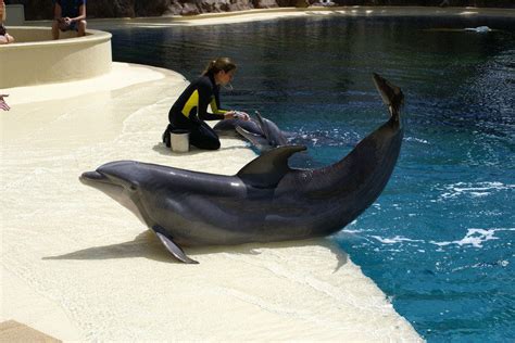 Secret Garden And Dolphin Habitat Las Vegas Attractions