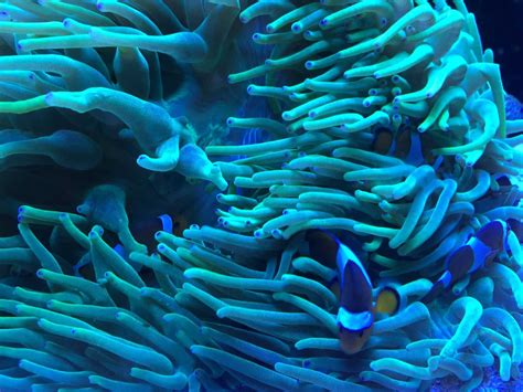 Top 10 Strangest Marine Plants Ocean Info