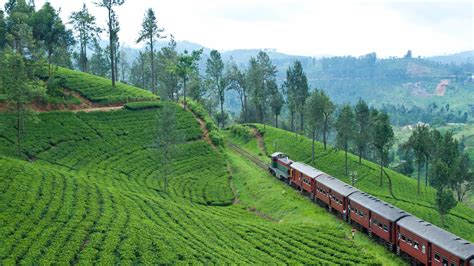 Ceylon Tea Trails Bruandbru
