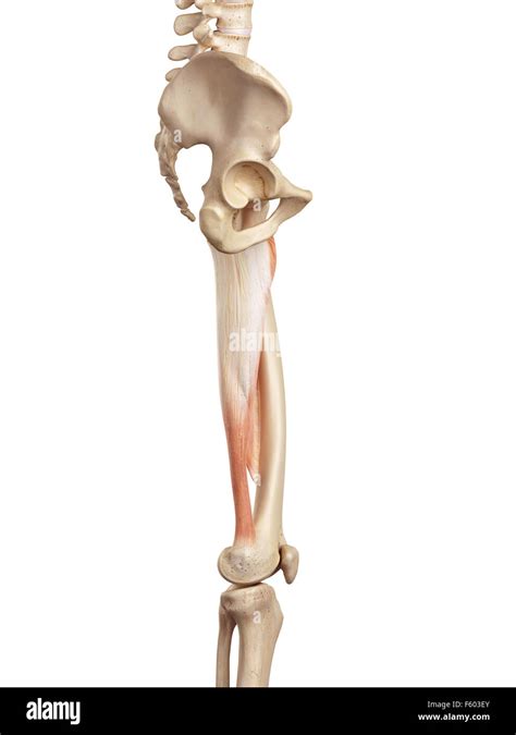 Medical Accurate Illustration Of The Adductor Magnus Stock Photo Alamy