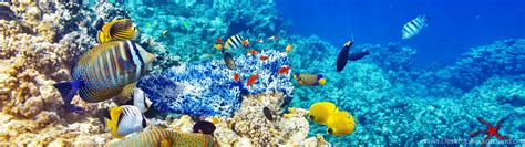 Underwater World Ocean Fish Coral Reef Wallpapers Hd Desktop And Images