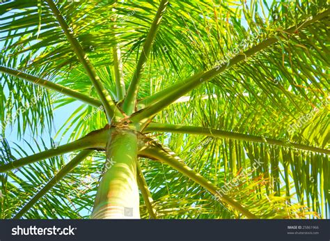 Palm Tree Bottom View Stock Photo 25861966 Shutterstock