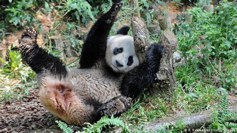 Sex Der Panda Macht Es Nicht Gern Mit Jedem Wissen And Umwelt Dw 19 12 2015
