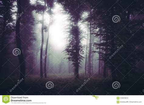 Magical Light In Surreal Forest With Fog At Night Stock Image Image