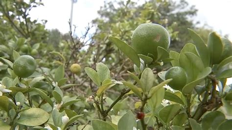 Apple trees are very rewarding to grow at home. Missouri City's edible arbor trail: Pick fruit right off ...