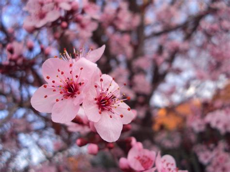 Sakura O Cerezo En Flor Flores Naturales Flor De Cerezo Fotos De