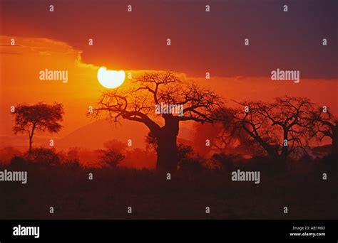 Acacia Woodland With Baobab Tree Adansonia Digitata At Sunset