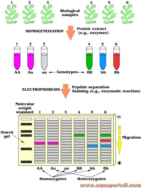 Biomarqueur D Finition Et Explications Aquaportail