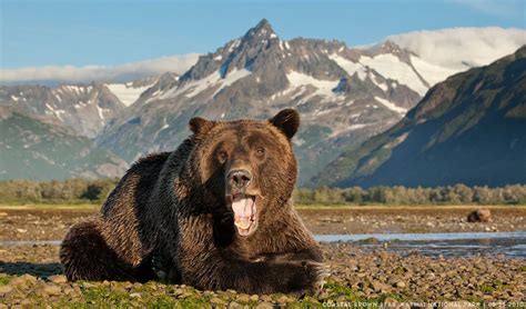 September 2010 Alaska Bears Paul Souders Worldfoto