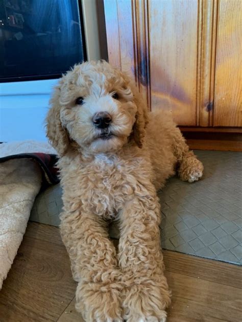 Brightleaf goldendoodles is by far our top recommended breeder in north carolina. Goldendoodles for Sale in Raleigh, North Carolina