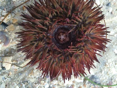 Sea Stars Sea Cucumbers Sea Urchins And More