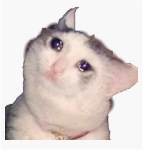 Sad Cat Meme Crying Screaming Freetoedit Cat Meme No Words Hd Images