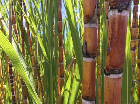 Sugarcane Nutrient Requirements Learn About Fertilizing Sugarcane Plants