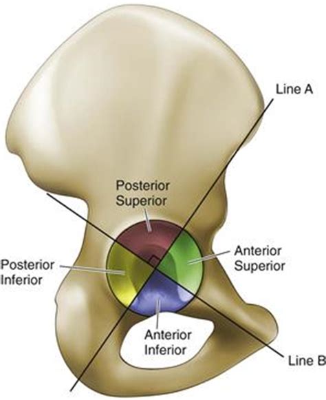 Abdominopelvic quadrants flashcards from amanda f. Hip Anatomy - Recon - Orthobullets