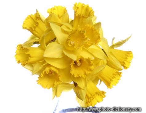 bunch of daffodils - photo/picture definition at Photo Dictionary ...
