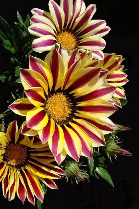 11 Of The Most Beautiful Flowers In The World A Well Fall Flowers