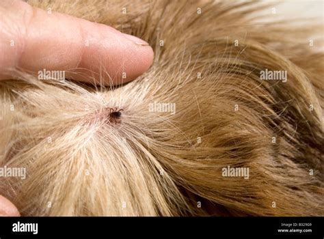 Close Up Tick In Dog S Fur Stock Photo Alamy