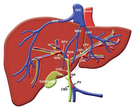 Anatomically, the liver is a meaty organ that consists of two large sections called the right and the left lobe. Human Liver Diagram | Cea1.com - Human Body Anatomy ...