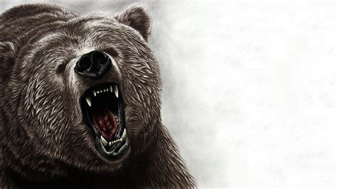 Bear Hd Wallpaper Background Image 1920x1080