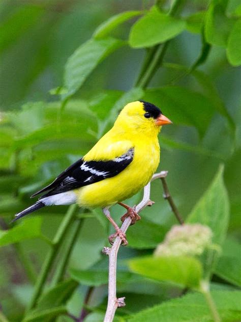 Check spelling or type a new query. Piedmont Birding : American Goldfinches Changing Right ...