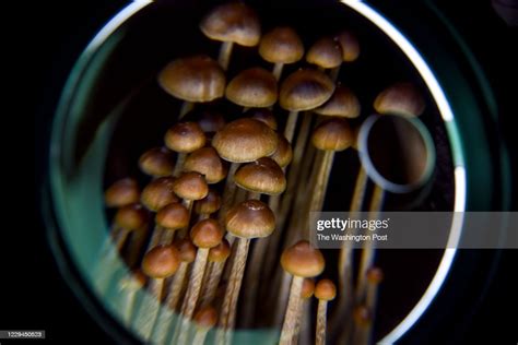 A Dc Resident Has An Operation Growing Psilocybin Mushrooms News