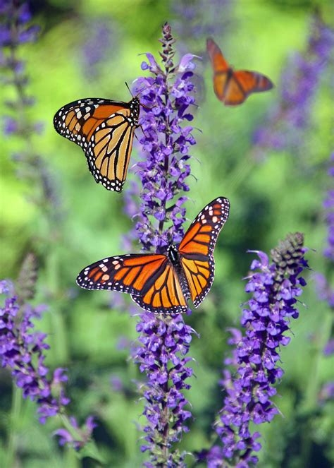 Selective Focus Photography Of Group Of Monarch Butterflies Perching On