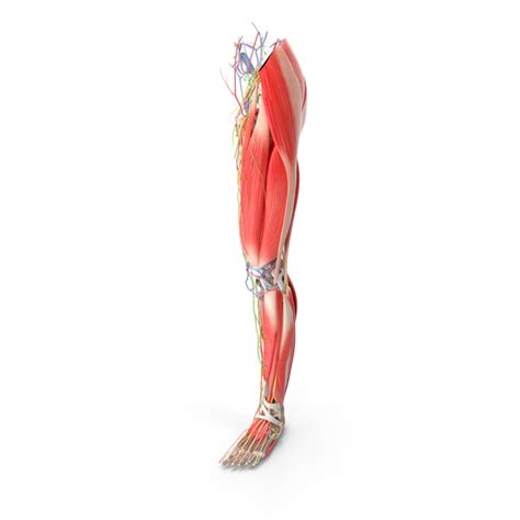 Male Leg Anatomy