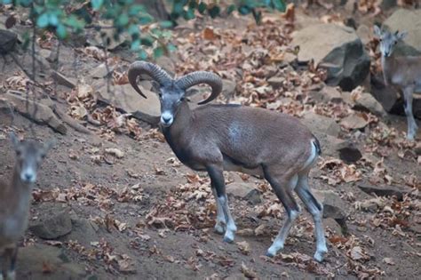 Cyprus Mouflon Ovis Gmelini Ophion Ralfs Wildlife And Wild Places