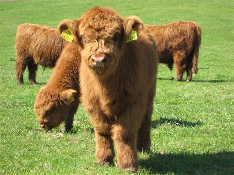 Highland Calves In The Grass