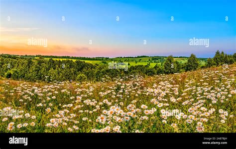 Bright Colorful Summer Sunset Over Camomiles Meadow On Top Of Hill At