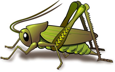 Cricket Clipart Cricket Bug Cricket Cricket Bug Transparent Free For