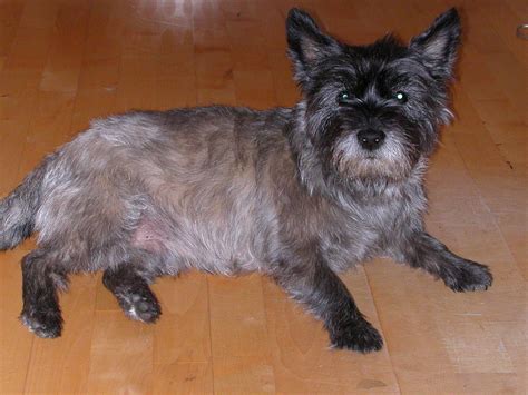 cairn terrier facts pictures price  training dog breeds