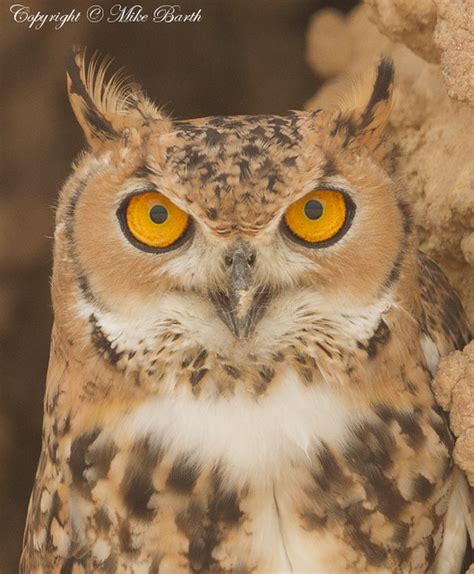 Pharaoh Eagle Owl Bubo Ascalaphus Pharaoh Eagle Owl Bub Flickr