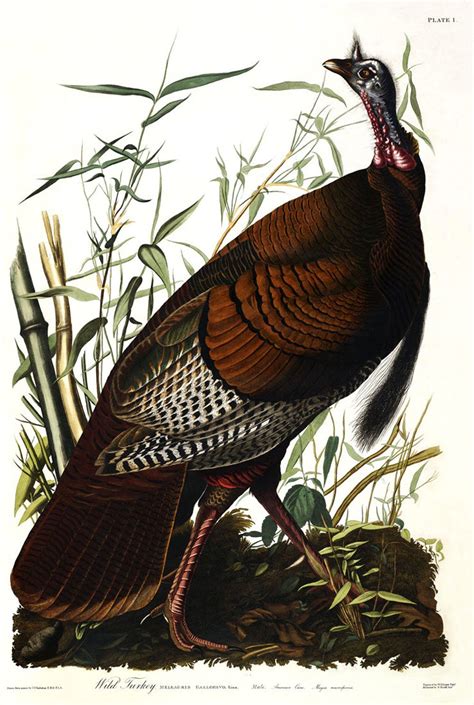Wild Turkey Male Meleagris Gallopavo John James Audubon Strictly