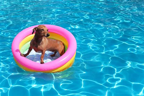 Three Keys To Water Safety For Dogs