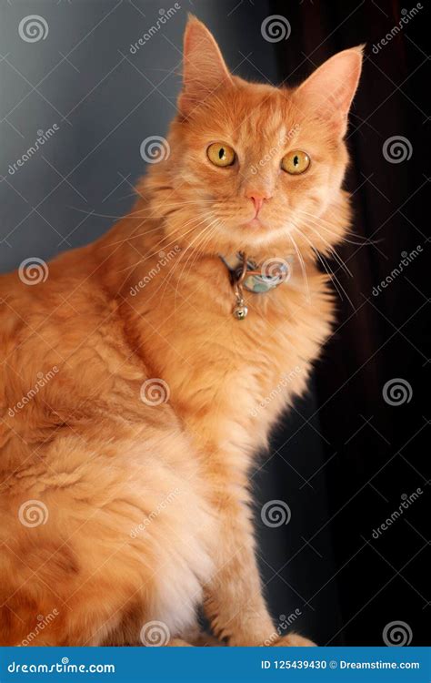 Ginger Cat With A Staring Gaze Stock Photo Image Of Wrapped Camera
