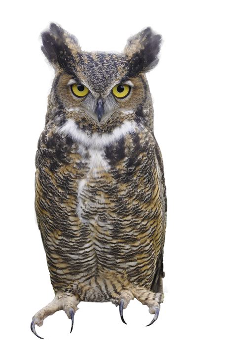 Owl Png Transparent Image Png Arts
