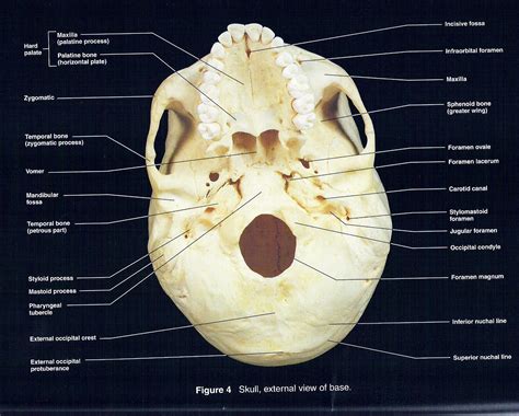 Human Skull Anatomy Inferior View
