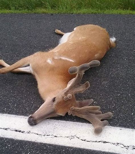 12 Giant Road Kill Bucks Big Deer