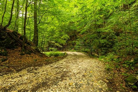 Mountain Road Through Green Forest Stock Image Image Of Freshness